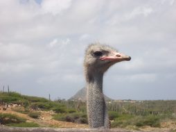 Ostrich, Aruba, Bird, Head, Face, Animal