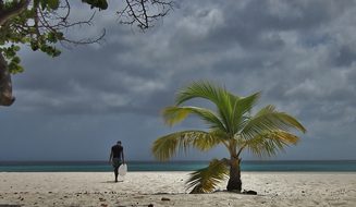 Aruba Palm Tree Surfer Surfing Beach Manch