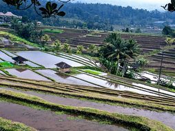 Rice Terrace, Rice Fields, Rice Paddies