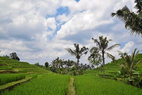 Bali Indonesia Travel Rice Terraces Panora