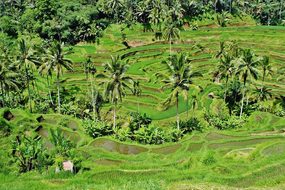 Greenery Paddy Fields Rice Crops Palms Coc