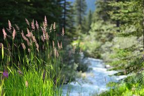 Alberta, River, Canada, Landscape