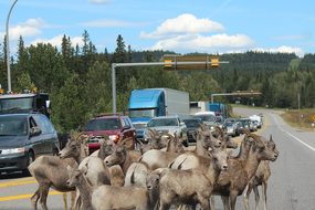 Mountain Goat Roadblock Jasper Alberta Can