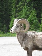 Big, Horn, Sheep, Animal, Mountain