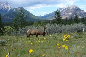 Karibu, Canada, Landscape, Nature