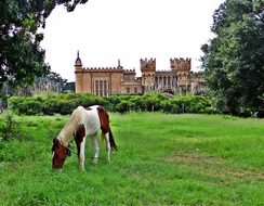 Horse Grazing Bangalore Palace Karnataka I