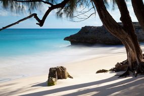 Tropical Sand Ocean Beach Sea Nature Tree