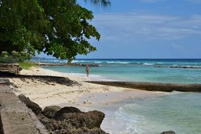 Barbados Beach Palm Trees Coast Sea Shore