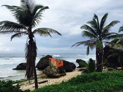 Barbados, Beach, Tropic, Caribbean