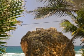 Barbados, Palm Trees, Beach, Seascape