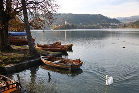 Body Of Water, Lake, Wood, Nature