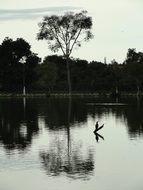 Brasilia, Brazil, Lake, Pond, Water