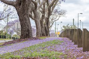 Jacaranda, Australia, Purple, Tree