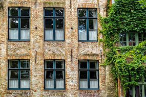 Building, Facade, Brick, Ivy