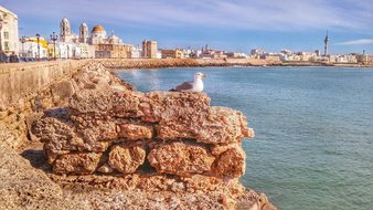 Cadiz Seagull Spain Bird Landscape Sea Loo