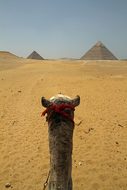 Cairo Egypt Camel Egyptian Desert Pyramids