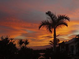 Sunrise, Morgenrot, Palm, Tenerife