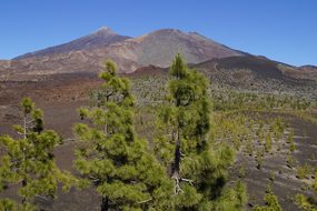 Teide National Park, National Park, Rock