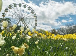Flowers Spring Canberra Australia Ferris W