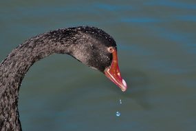 Black Swan, Australian Black Swan