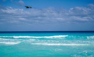 Cancun Mexico Beach Bird Flying Coastline