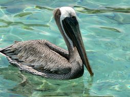Colombia, Cartagena, Pelican, Sea