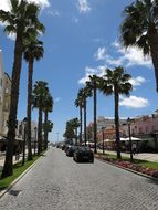 Palm Trees, Road, Cascais, Portugal