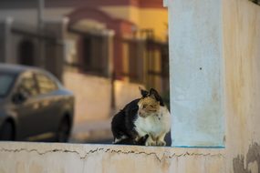 Cat, Animal, Kitten, Tomcat, Pet