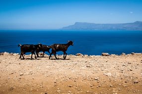 Goats, Greece, Crete, The Stones
