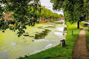 Canal, River, Froth, Alga, Nature, Tree