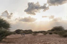 Djibouti Zebra Animal Wildlife Sky Clouds