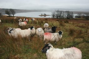 Sheep, Ireland, Donegal, Farm, Animal
