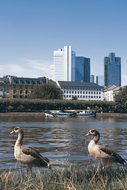 Entirely, Frankfurt, River, Main