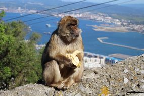 Ape, Banana, Gibraltar, Animal, Monkey