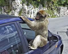 Gibraltar, Baboon, Monkey, Animal, Car