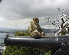 Gibraltar Monkey Cannon Animal Europe Mamm