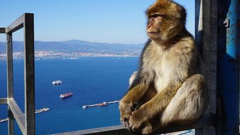 Monkey Gibraltar Rock Focus England Gibral