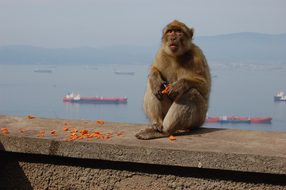 Monkey, Toque, Gibraltar, Mountain