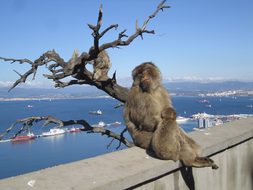 Gibraltar Monkeys Mediterranean Sea Gibral