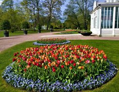 Tulips, Gothenburg