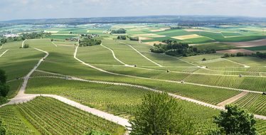 Panorama, Vineyards, Vines, View