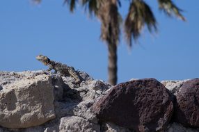 Hardun, Spin Tail, Lizard, Agamas, Stone