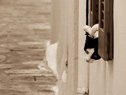 Cat, Cats, Feline, Felines, Animal