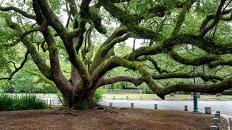 Tree Gnarled Branches Old Trunk Branch Pla