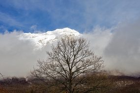 Gran Sasso, Tree, Branches, Snow, Fog