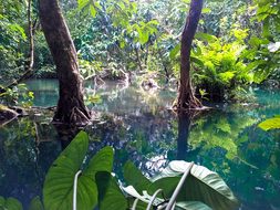 Jungle, Laos, Luang Prabang, Mangroves