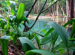 Jungle, Laos, Luang Prabang