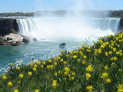 Niagara Falls Waterfall Horseshoe Daffodil