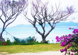 Hammock Bougainvillea Ishigaki Island Outl
