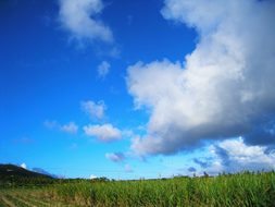 Sugar Cane Field, Dynamic, Blue, Green